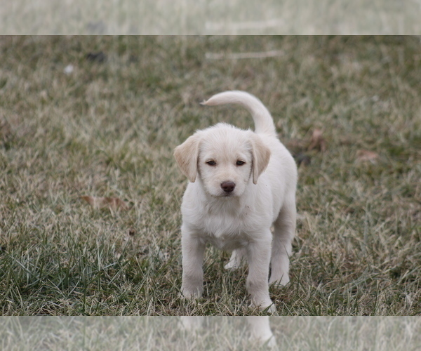 Medium Photo #9 Labradoodle Puppy For Sale in MEMPHIS, MO, USA