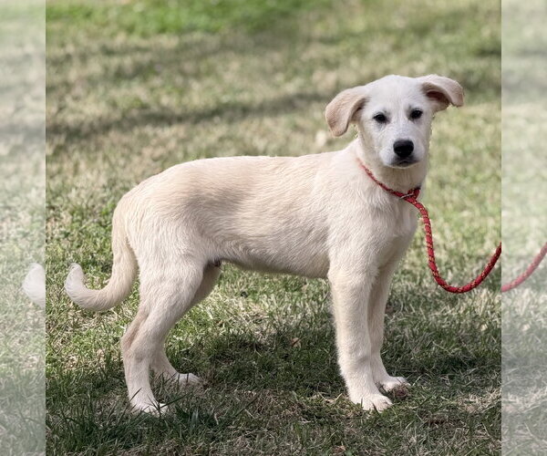 Medium Photo #2 Great Pyrenees-Unknown Mix Puppy For Sale in Yardley, PA, USA