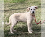 Small #1 Great Pyrenees Mix