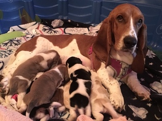 Mother of the Basset Hound puppies born on 02/03/2018