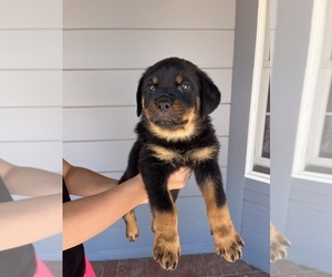 Rottweiler Puppy for sale in KING CITY, CA, USA
