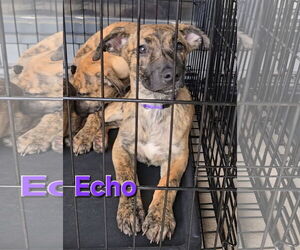 Echo - Female Siberian Husky-Unknown Mix Dog for Adoption - Photo #12