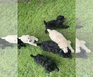 Poodle (Standard) Puppy for sale in NOWATA, OK, USA
