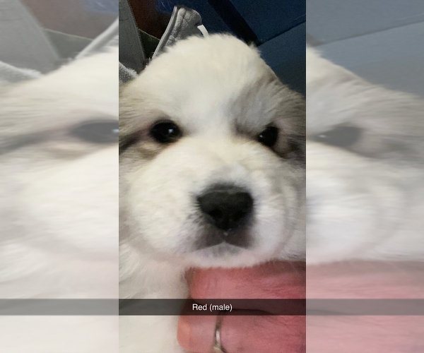 Medium Photo #3 Great Pyrenees Puppy For Sale in MONEE, IL, USA