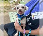 Small #1 Poodle (Miniature) Mix