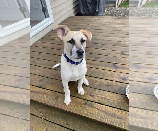 Medium Photo #6 Siberian Husky-Unknown Mix Puppy For Sale in Binghamton, NY, USA