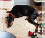 Small #5 Doberman Pinscher