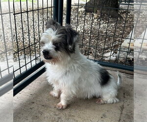 Louie - Male Shih Tzu Dog for Adoption - Photo #4