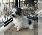 Small #3 Shih Tzu
