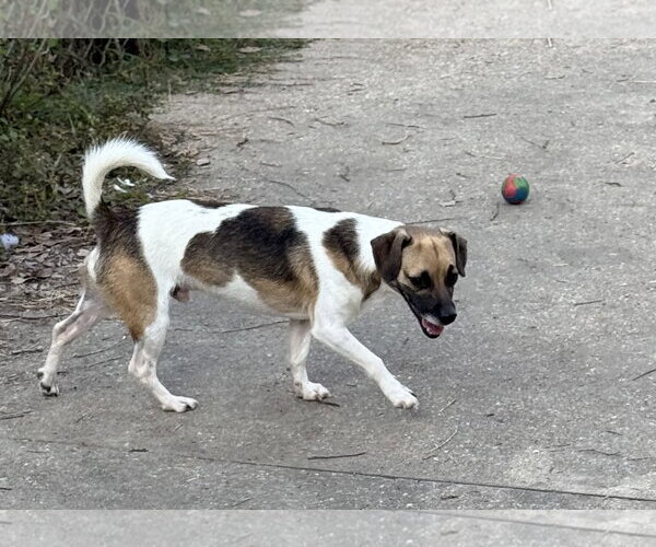 Medium Photo #2 Rat Terrier-Unknown Mix Puppy For Sale in Oakhurst, NJ, USA