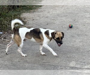 Rat Terrier-Unknown Mix Dogs for adoption in Oakhurst, NJ, USA