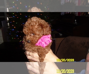 Poodle (Toy) Puppy for sale in DULUTH, GA, USA