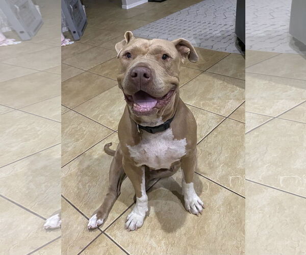 Medium Photo #16 Mutt Puppy For Sale in Chandler, AZ, USA