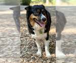 Small #1 Australian Shepherd Mix