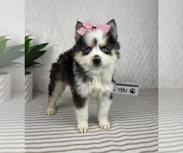 Medium Photo #2 Pomsky Puppy For Sale in GREENFIELD, IN, USA