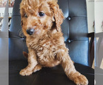 Puppy Brownie Doodle-Goldendoodle Mix