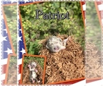 Puppy Patriot Newfoundland