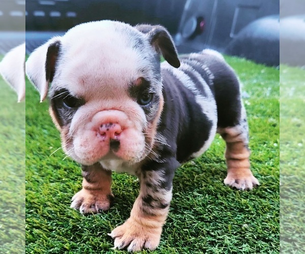 Medium Photo #9 Bulldog Puppy For Sale in MODESTO, CA, USA