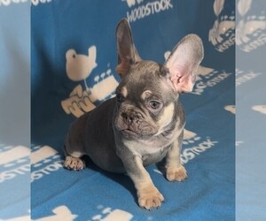 French Bulldog Puppy for sale in CRP CHRISTI, TX, USA
