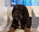 Puppy Coffee Golden Newfie Doodle