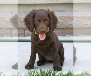 Boykin Spaniel Puppy for sale in MILLSTADT, IL, USA