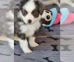 Small Photo #8 Miniature Australian Shepherd Puppy For Sale in STAFFORD, VA, USA