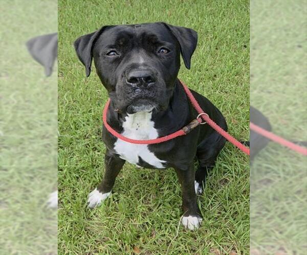 Medium Photo #2 Mutt Puppy For Sale in Fort Lauderdale, FL, USA