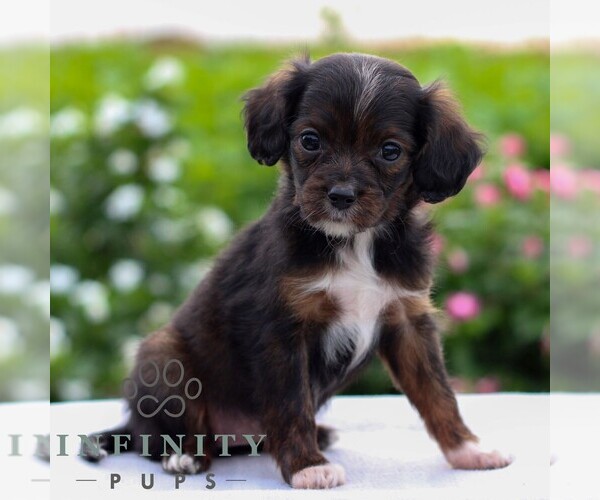 Medium Photo #1 Cavapoo Puppy For Sale in LEOLA, PA, USA