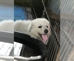 Small Photo #2 Great Pyrenees Puppy For Sale in FROSTPROOF, FL, USA