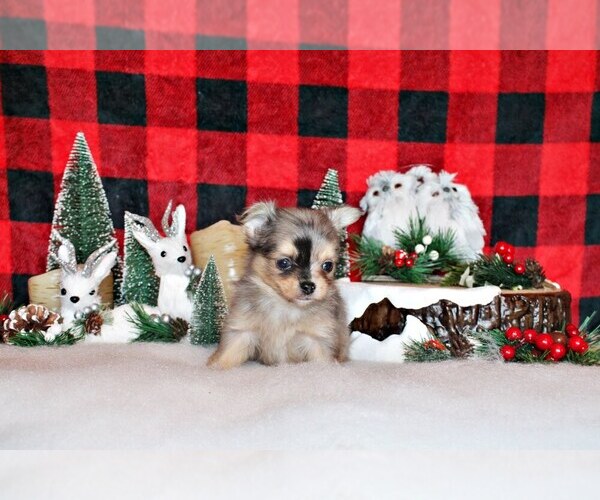 Medium Photo #27 Chihuahua Puppy For Sale in CHARLESTON, AR, USA