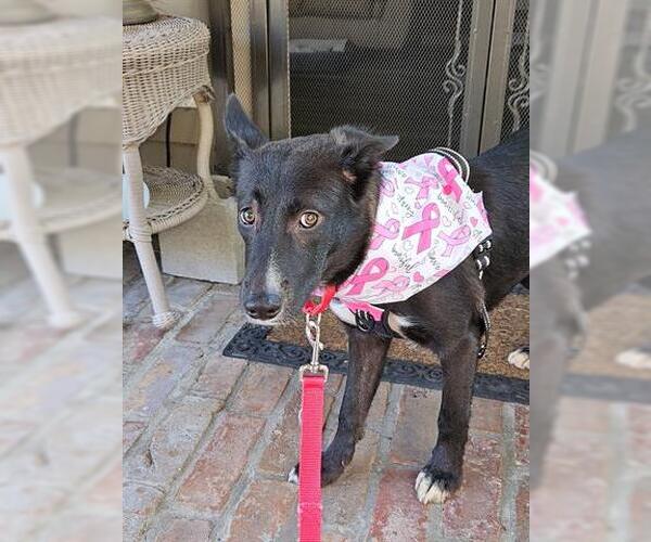 Medium Photo #4 German Shepherd Dog-Unknown Mix Puppy For Sale in Houston, TX, USA