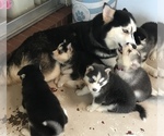 Small Photo #11 Siberian Husky Puppy For Sale in JACKSONVILLE, FL, USA