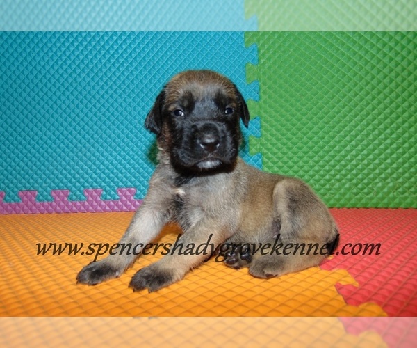 Medium Photo #8 Mastiff Puppy For Sale in CABOOL, MO, USA