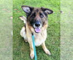 Small German Shepherd Dog