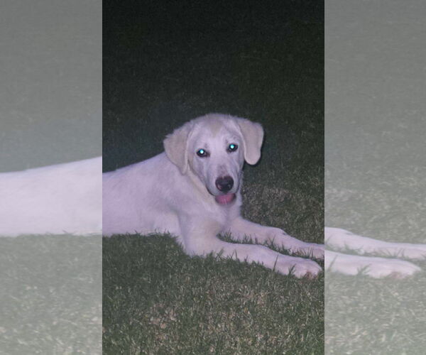 Medium Photo #2 Great Pyrenees-Unknown Mix Puppy For Sale in Grafton, WI, USA