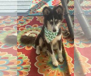 Siberian Husky-Unknown Mix Dogs for adoption in Woodbury, NY, USA