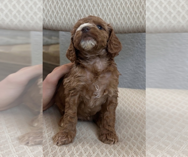 Medium Photo #3 Cock-A-Poo Puppy For Sale in FOLSOM, CA, USA