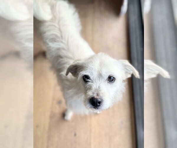 Medium Photo #3 Mutt Puppy For Sale in Pittsburg, CA, USA