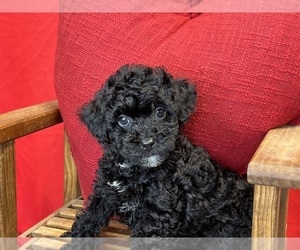 Poodle (Miniature) Puppy for sale in DUNDEE, OH, USA