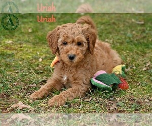 Goldendoodle Puppy for sale in BRIDGEWATER, VA, USA