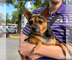 Small #5 Chihuahua Mix