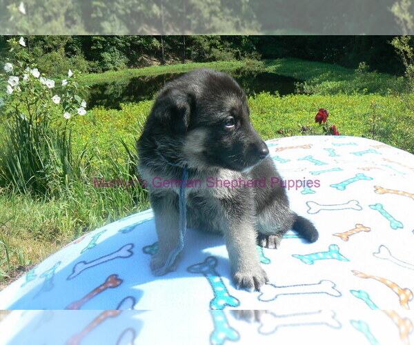 Medium Photo #7 German Shepherd Dog Puppy For Sale in PIEDMONT, MO, USA