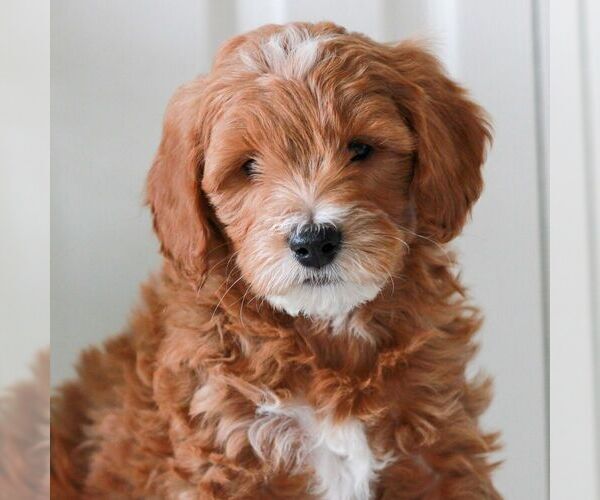 Medium Photo #4 Goldendoodle (Miniature) Puppy For Sale in LANCASTER, PA, USA