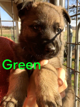 Medium Photo #44 German Shepherd Dog Puppy For Sale in BROOKEVILLE, MD, USA