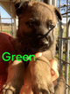 Small Photo #44 German Shepherd Dog Puppy For Sale in BROOKEVILLE, MD, USA