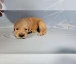 Small Photo #4 Golden Retriever Puppy For Sale in FALCON, CO, USA