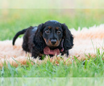 Small Photo #50 Dachshund Puppy For Sale in WARSAW, IN, USA