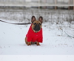 Small #6 French Bulldog