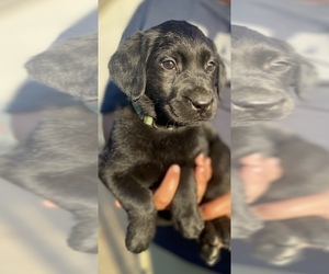 Labrador Retriever Puppy for sale in GERBER, CA, USA