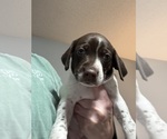Puppy Puppy 8 German Shorthaired Pointer